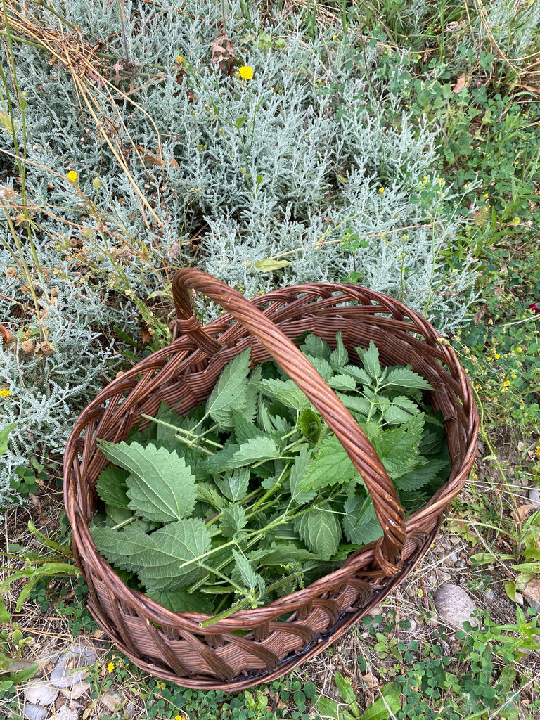 Why French Beauty Traditions Embrace Herbal Remedies